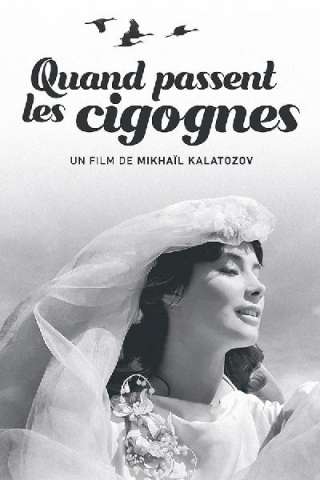 Quando volano le cicogne (1957) streaming
